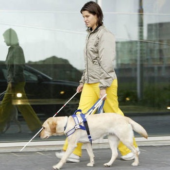 guide dog and cane